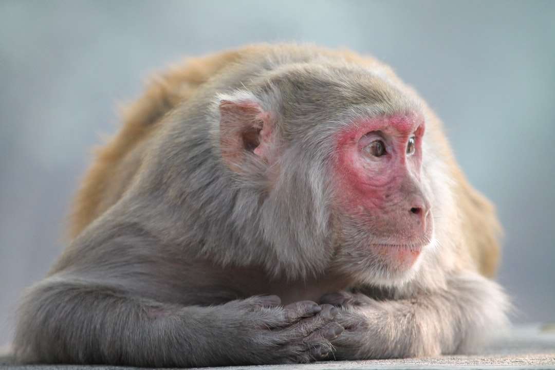 καφέ μαϊμού σε κλαδί δέντρου καφέ παζλ online