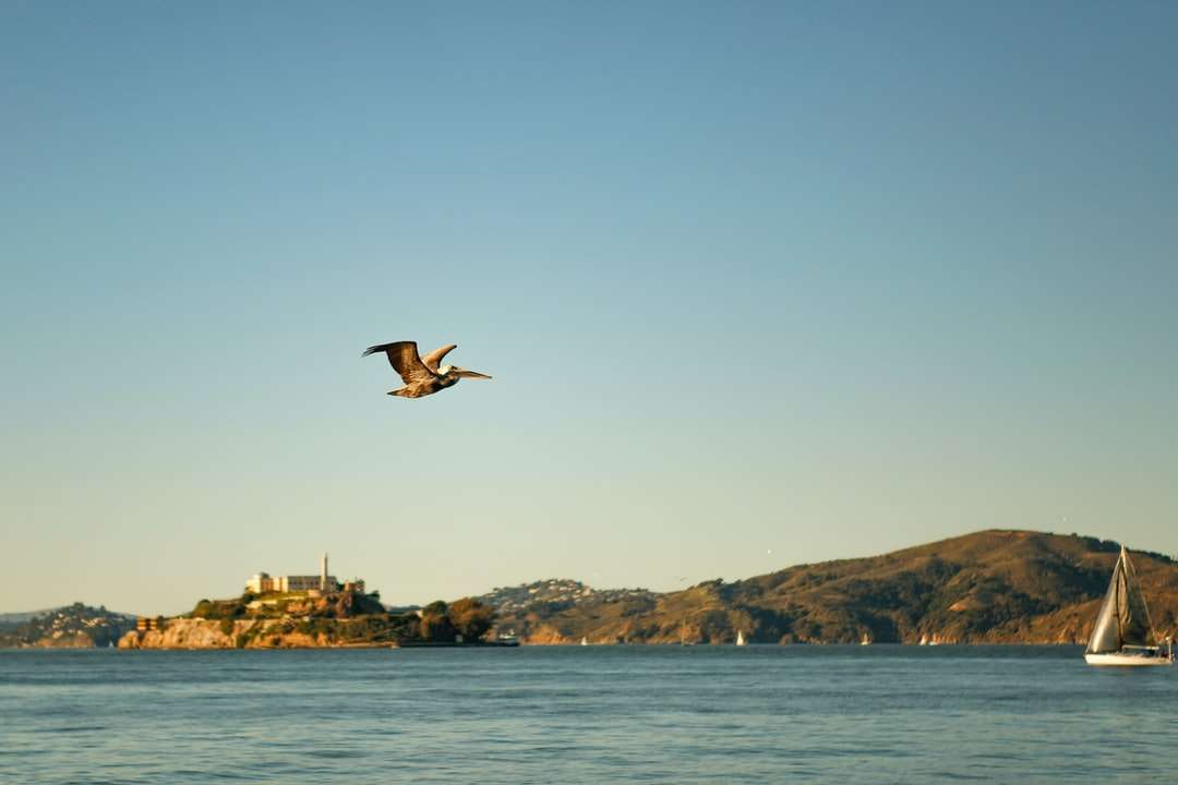 brun fågel som flyger över havet under dagtid Pussel online