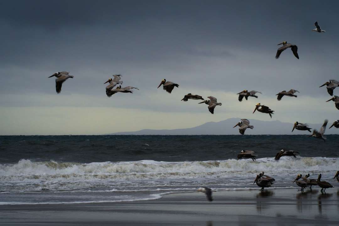 hejno ptáků létajících nad mořem během dne online puzzle