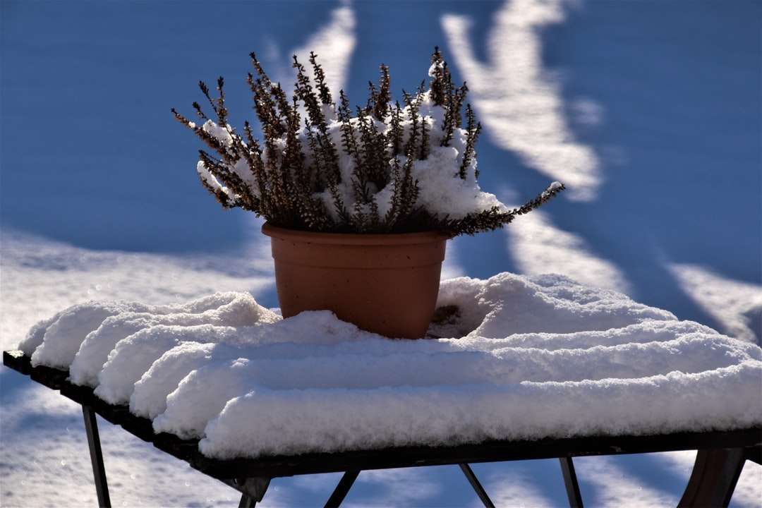 Pinheiro coberto de neve em vaso de barro marrom puzzle online