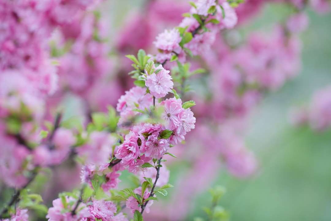 розовые цветы в тилт-шифт объективах пазл онлайн