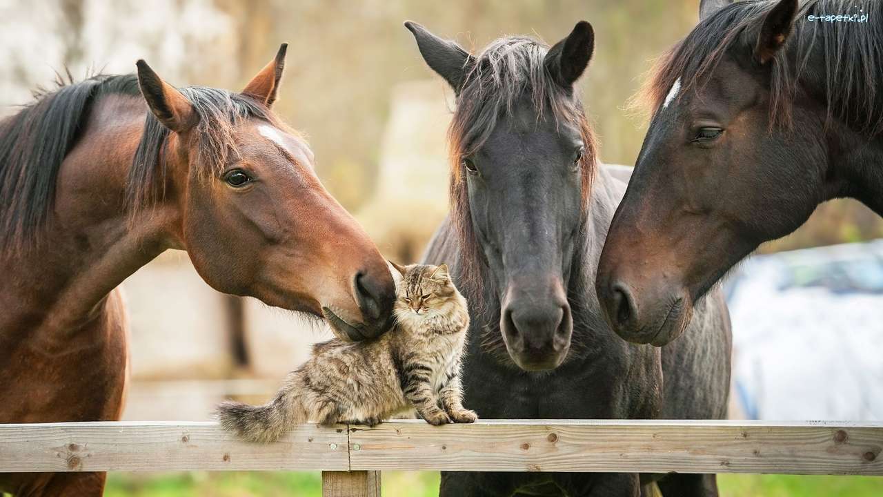 hästar med en kattunge pussel på nätet