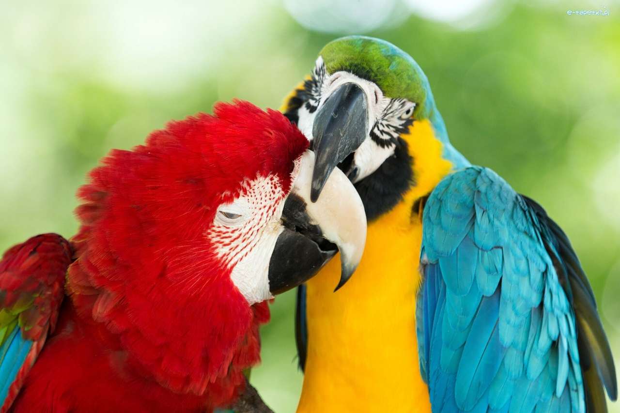 красочные попугаи ара онлайн-пазл