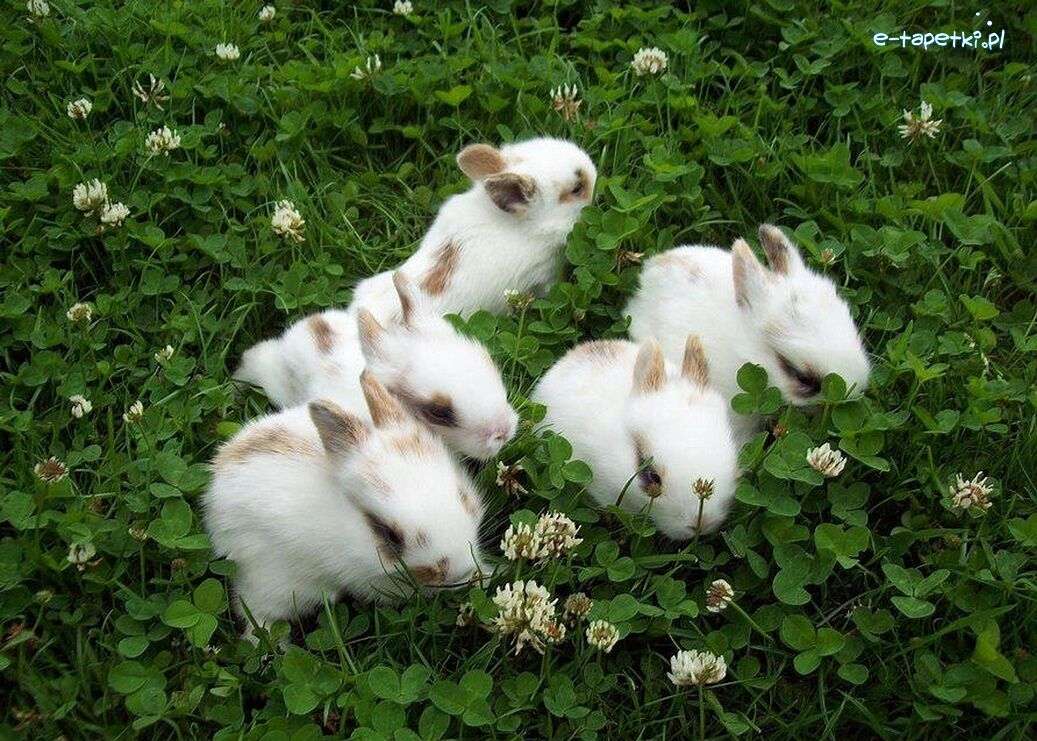 кролики на лугу пазл онлайн