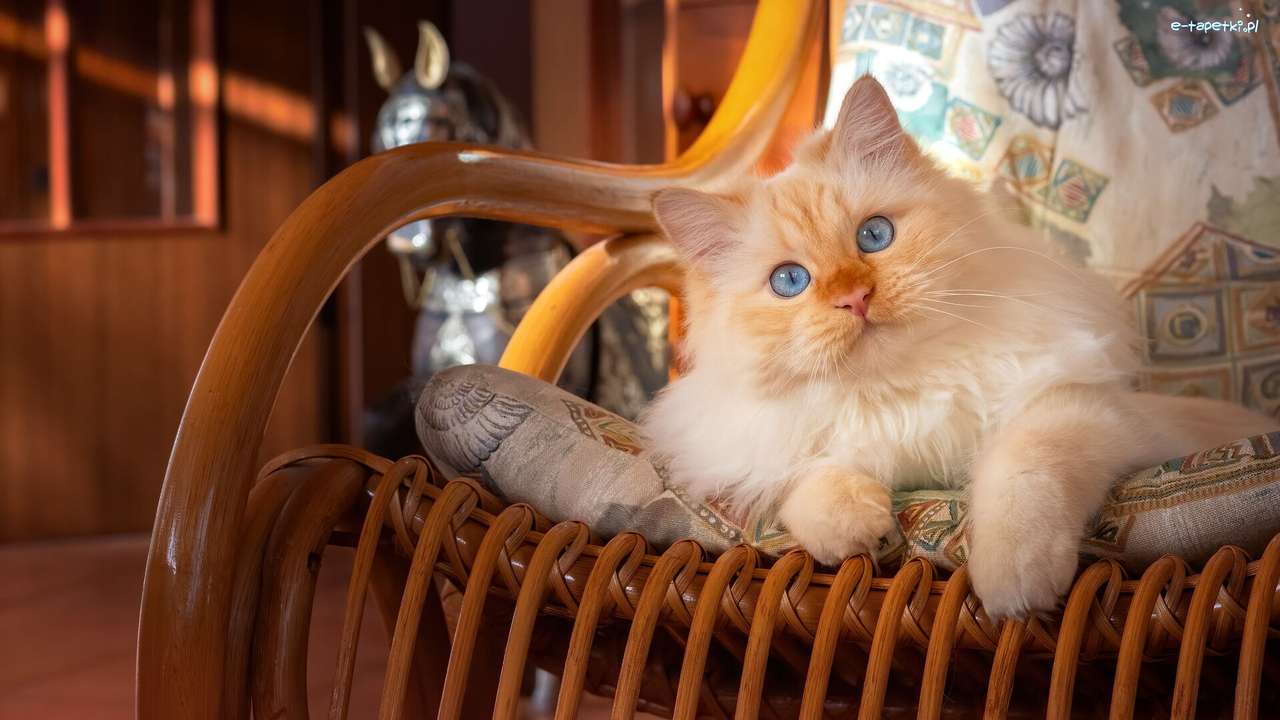 gattino su una sedia a dondolo puzzle online