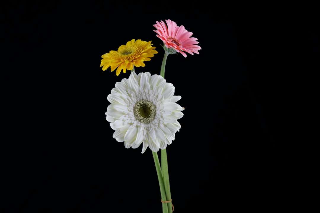 fehér és rózsaszín virág, zöld levelekkel online puzzle