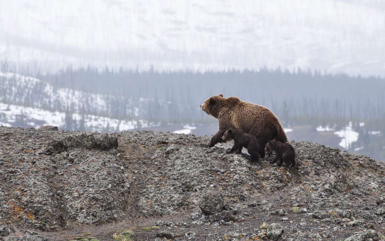 Grizzly medvék kirakós online
