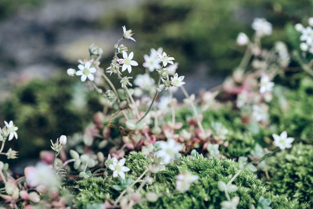 vita blommor med gröna blad pussel på nätet