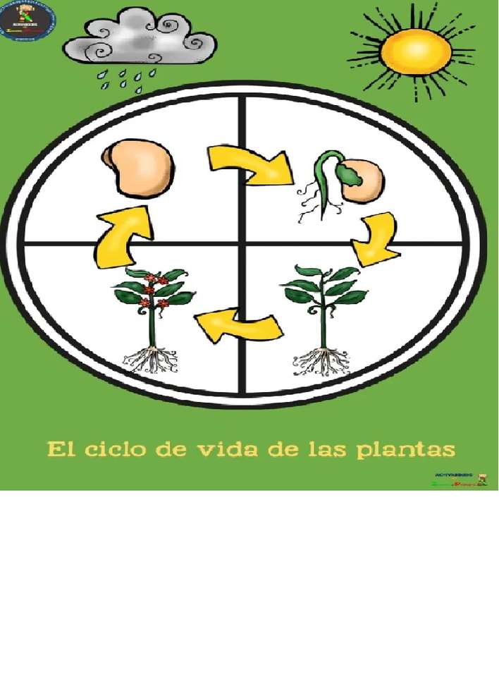 růstový cyklus rostlin skládačky online