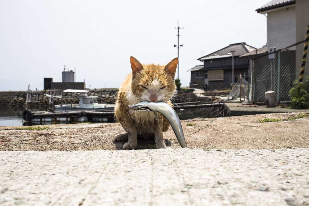 CAT ISLAND - Aoshima - JAPAN rompecabezas en línea