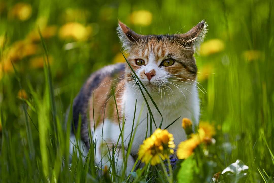 gato blanco marrón y negro en campo de flores amarillas rompecabezas en línea