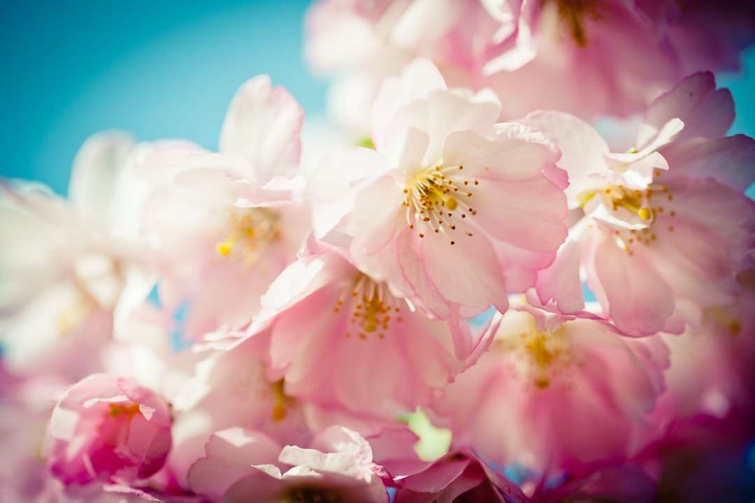 бяло и розово цвете в макро фотография онлайн пъзел