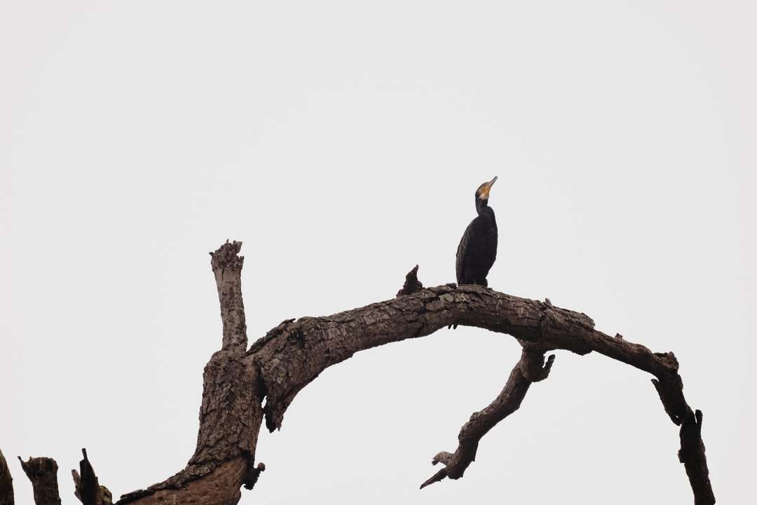 zwarte en gele vogel op bruine boomtak online puzzel