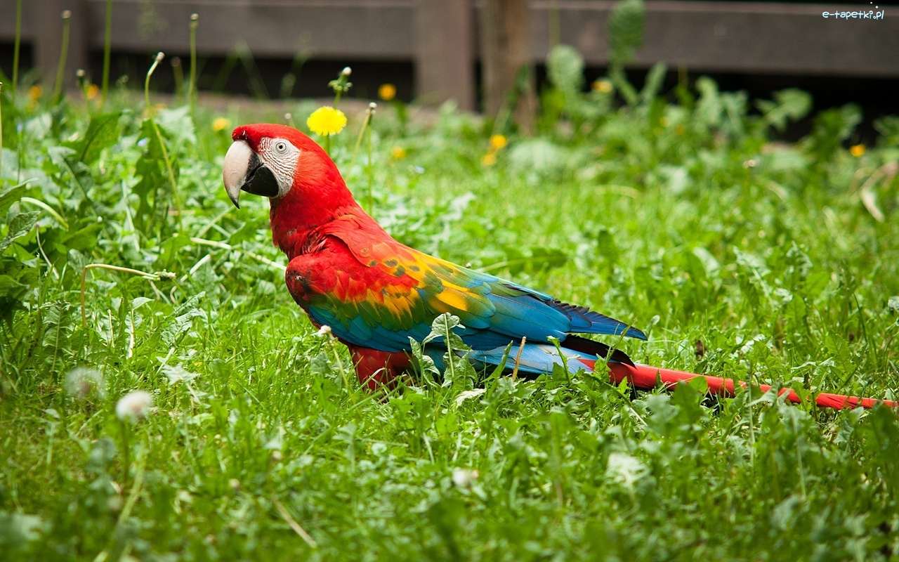 papagal macaw pe iarbă jigsaw puzzle online
