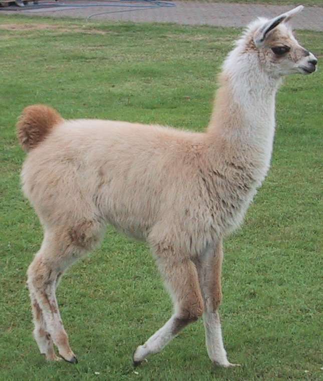 slanke alpaca legpuzzel online