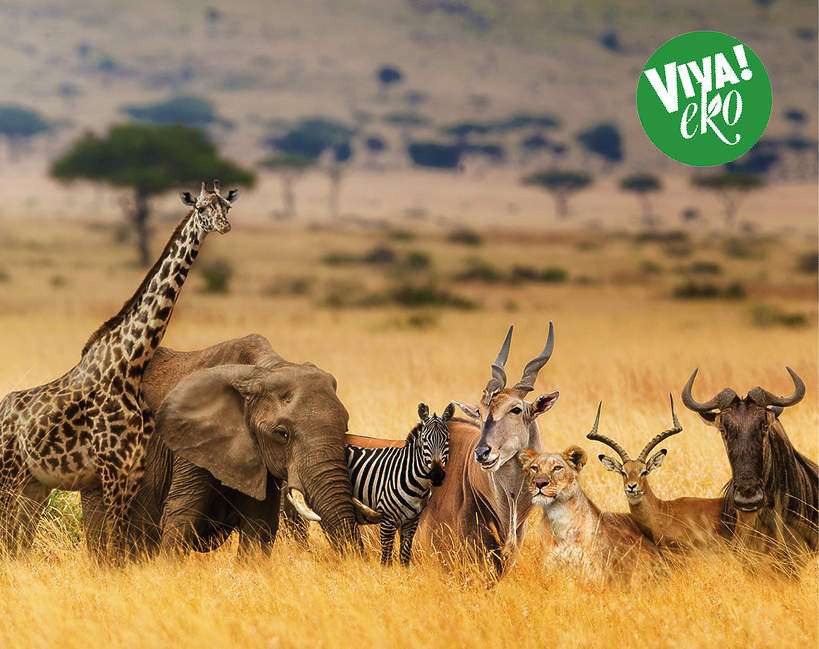 Afrikai állatok kirakós online