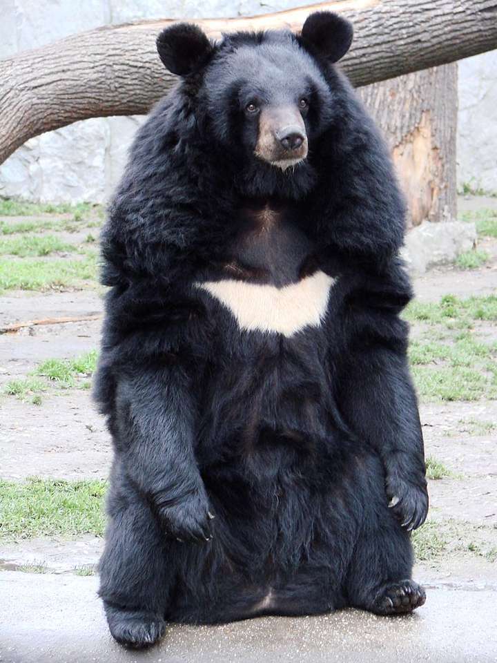 Гималайский медведь онлайн-пазл