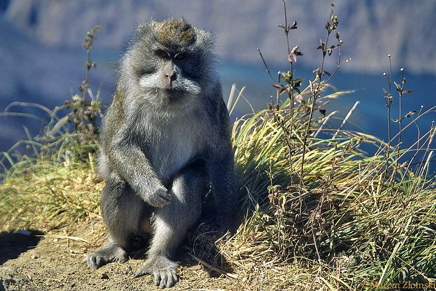 majom Indonéziában kirakós online