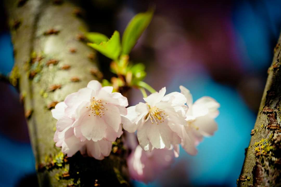 vit körsbärsblom i närbildfotografering Pussel online