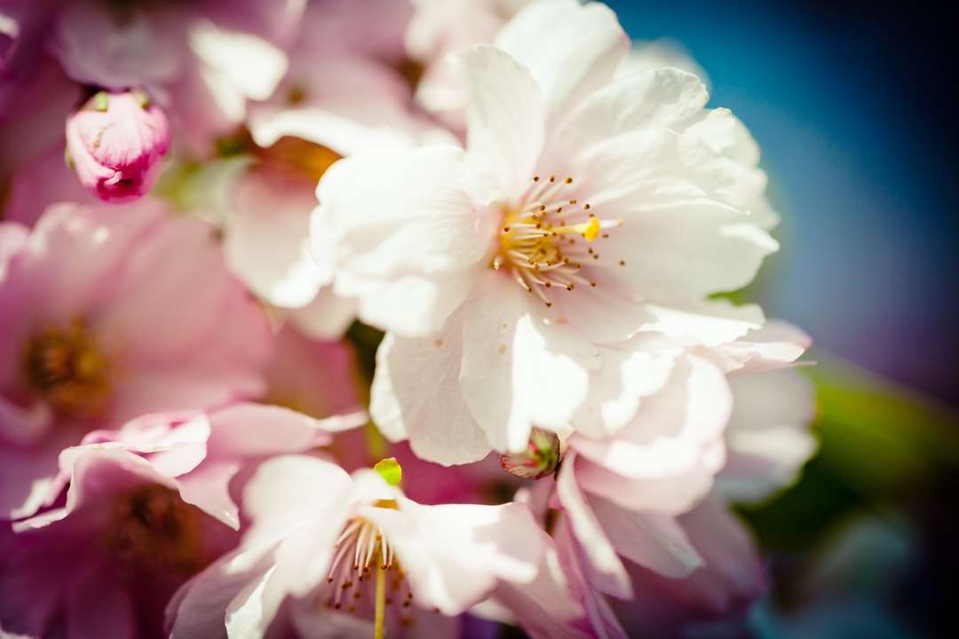 bílý a růžový květ v makrofotografii online puzzle