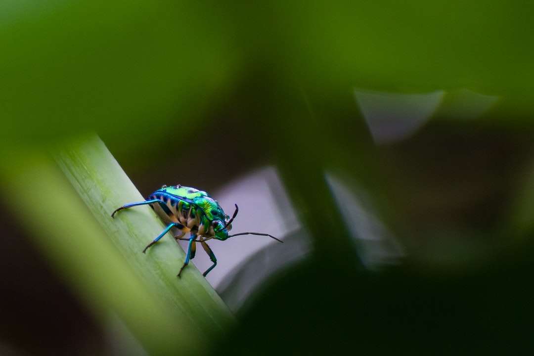 grüner und blauer Käfer auf grünem Blatt Online-Puzzle