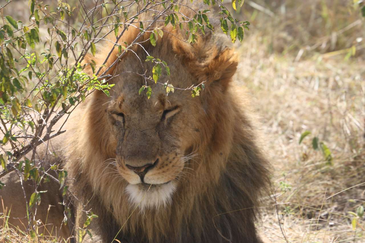 Pihenő oroszlán kirakós online