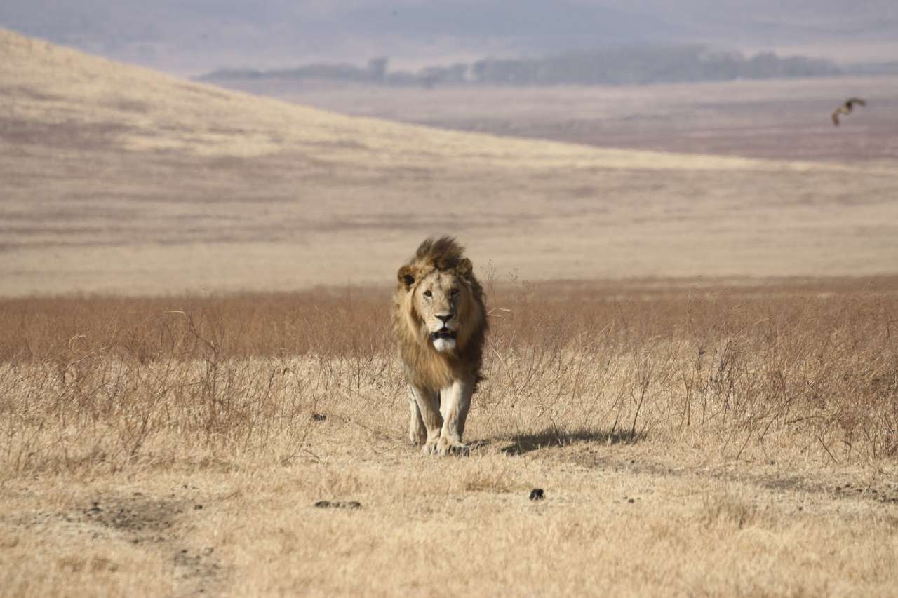 Ένα λιοντάρι στην κούρσα online παζλ