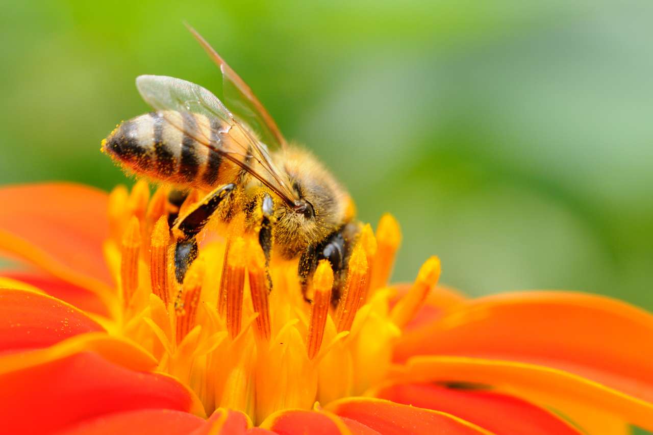 Abeille pollinisatrice puzzle en ligne