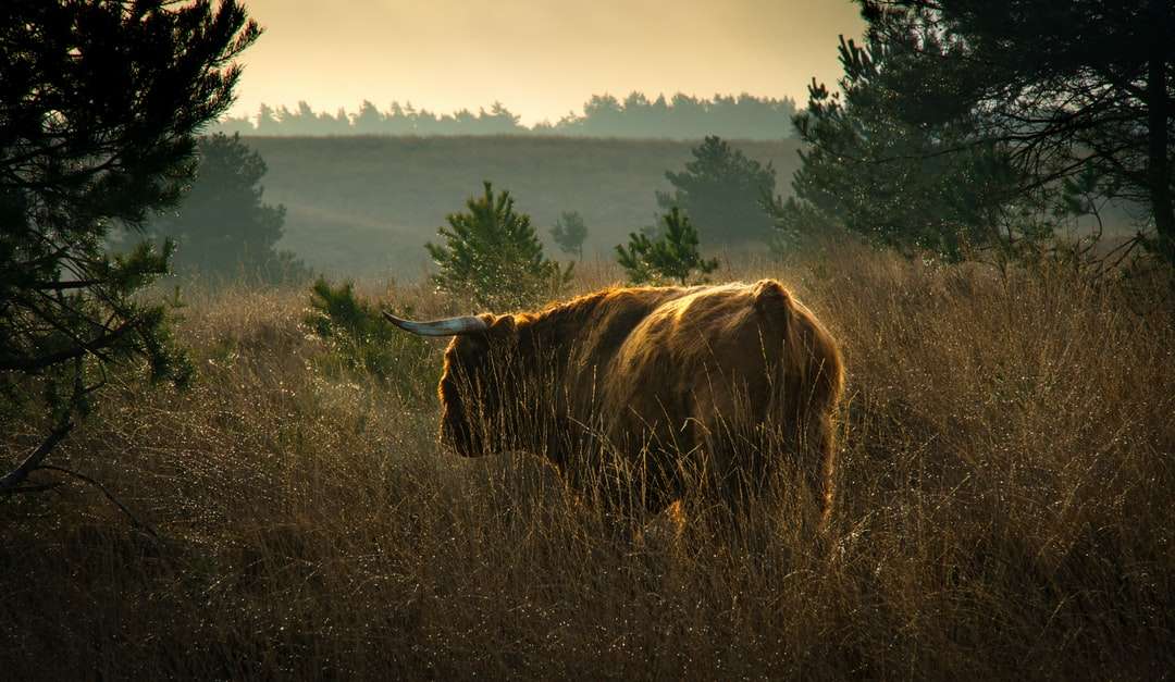 кафява крава на поле с кафява трева през деня онлайн пъзел