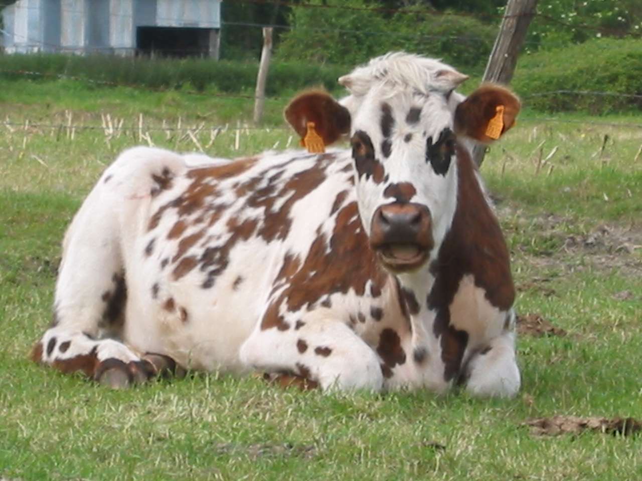 o vacă normandă puzzle online