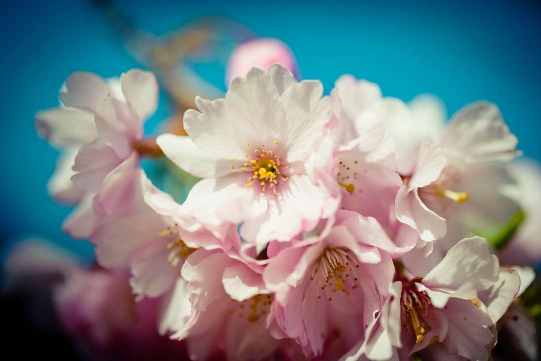 vit och rosa blomma i makrofotografering Pussel online