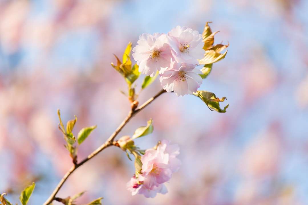 witte en roze kersenbloesem in close-up fotografie legpuzzel online