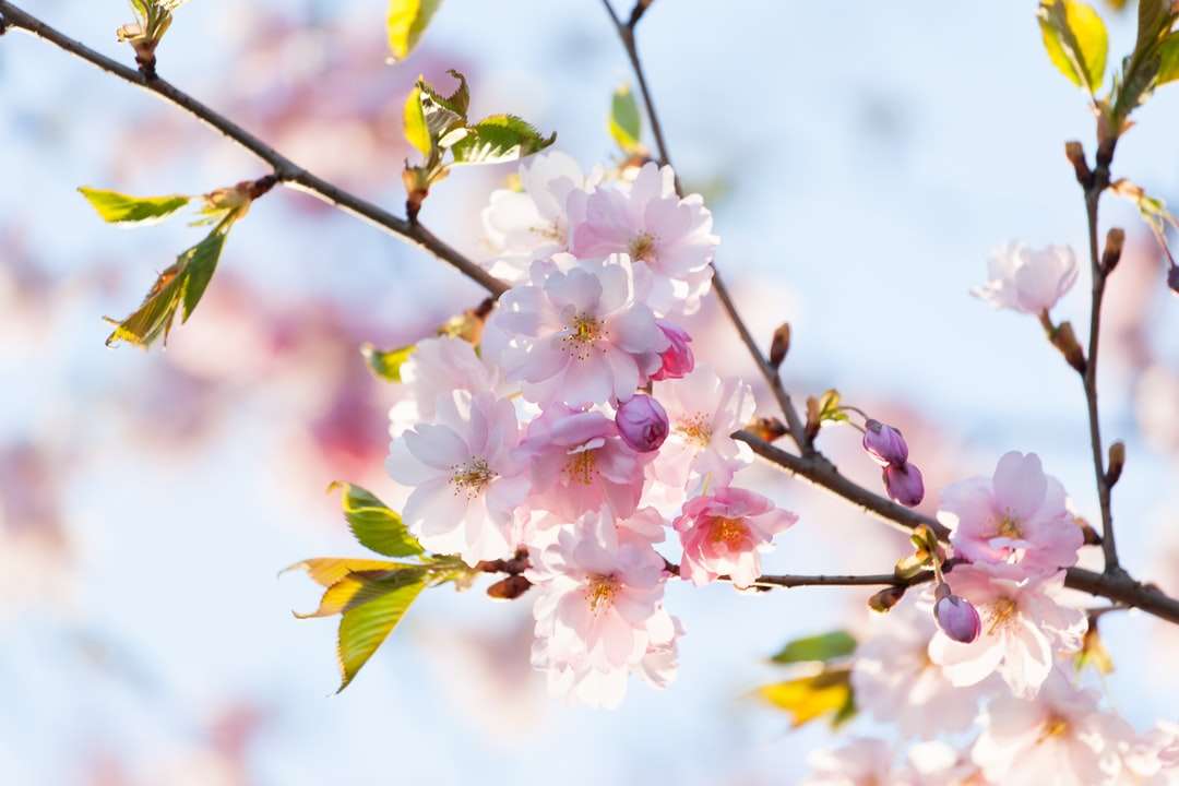během dne kvetou růžové a bílé třešňové květy online puzzle