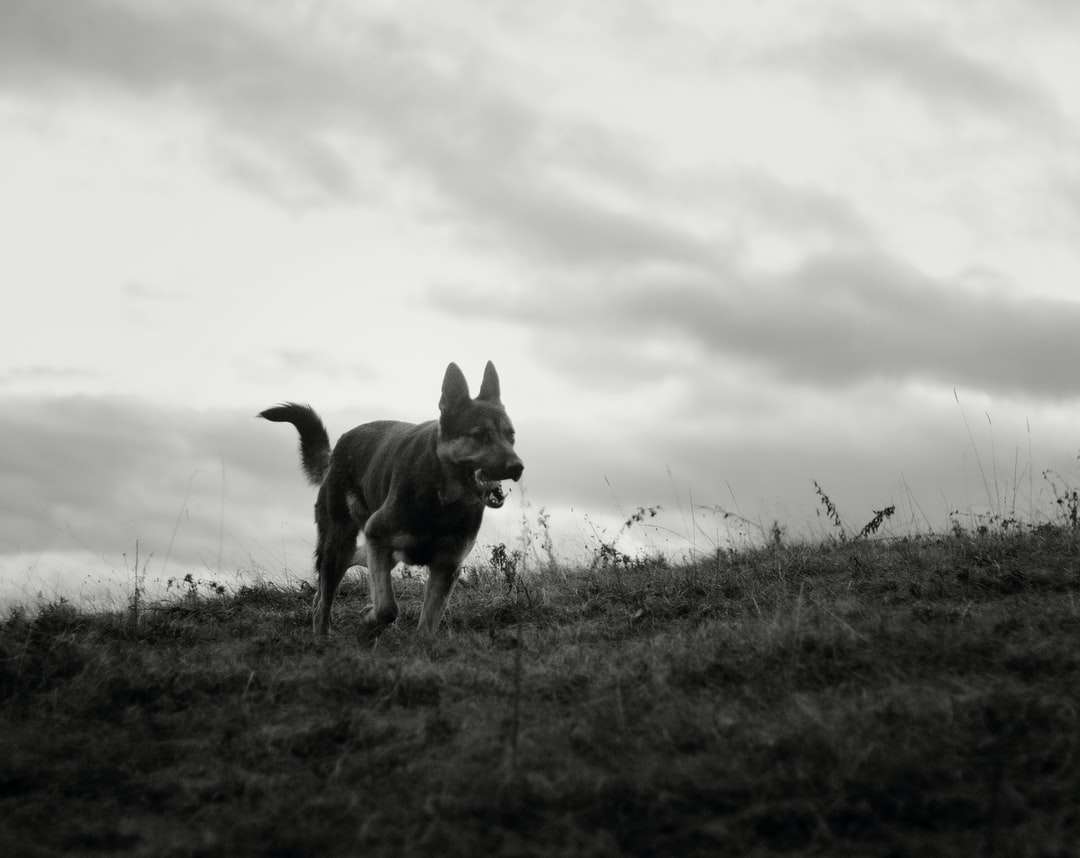 grayscale photo of dog on grass field online puzzle