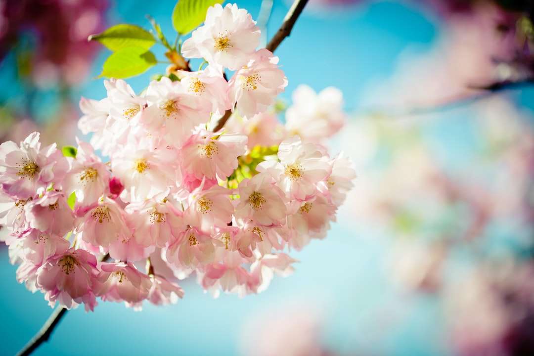 vit och rosa körsbärsblom i närbildfotografering pussel på nätet