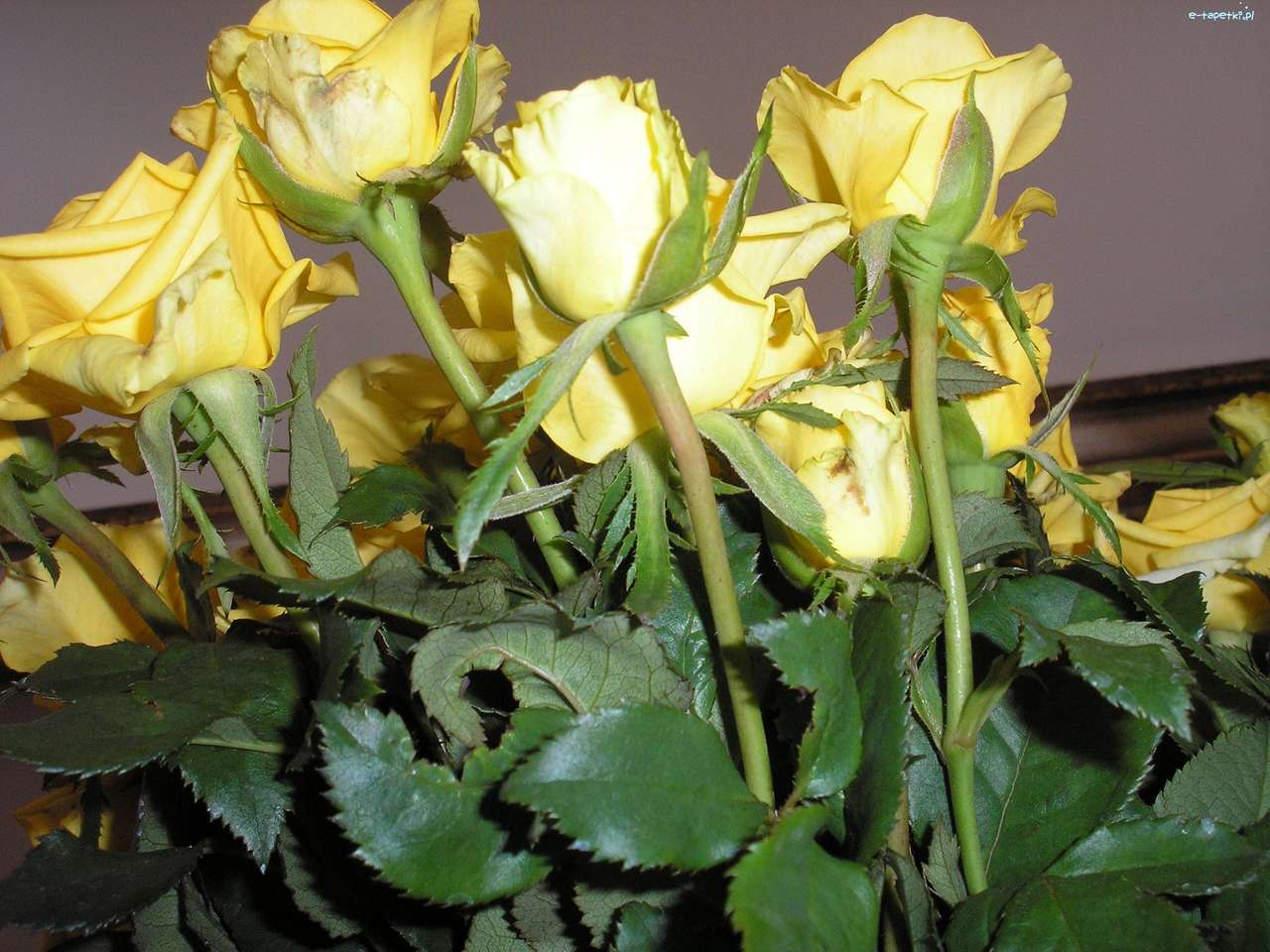 žluté růže skládačky online