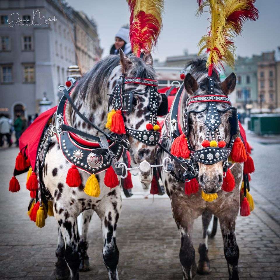 horses in Krakow online puzzle