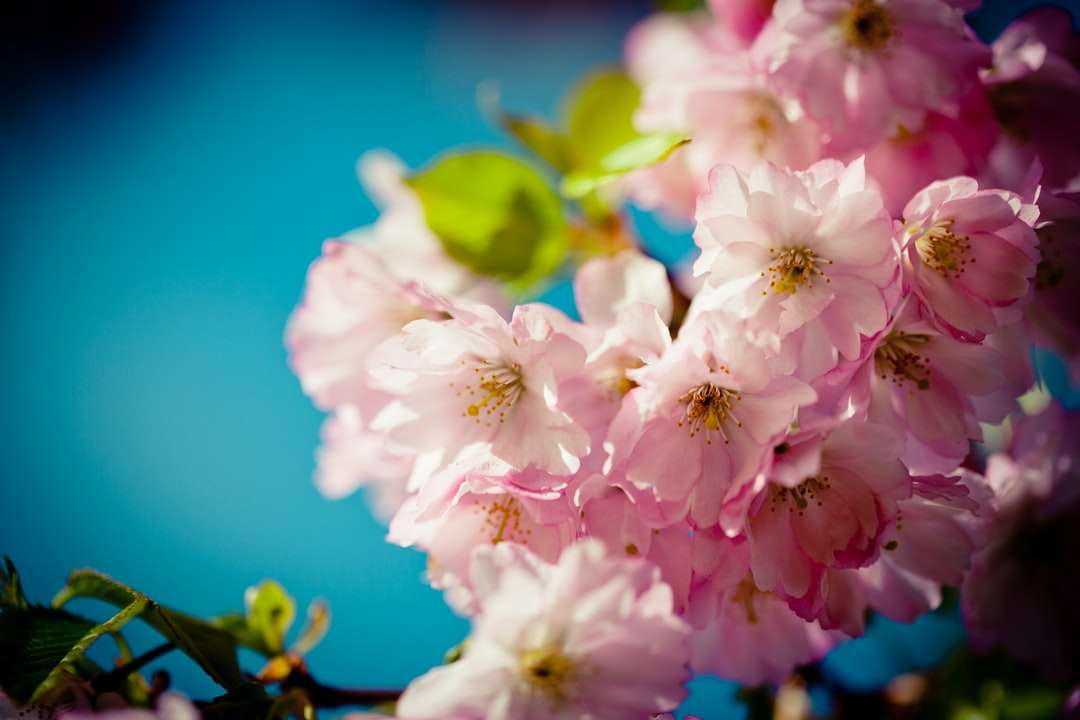 bílé a růžové třešňový květ v zblízka fotografie skládačky online