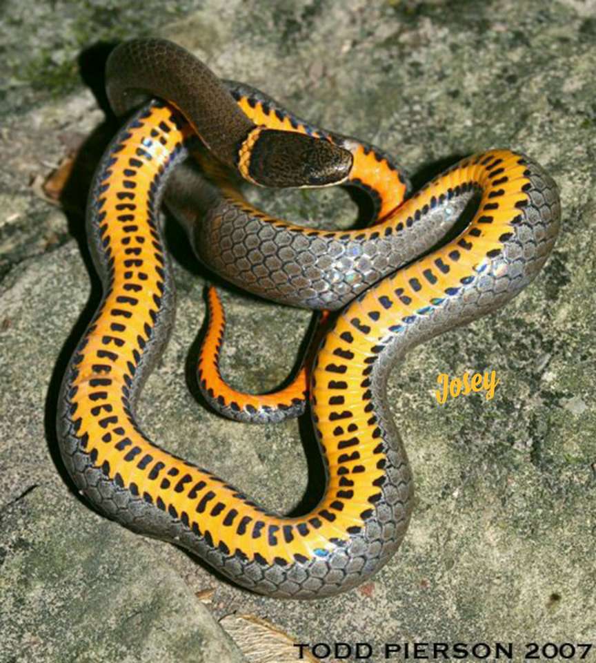 Serpent à ventre jaune puzzle en ligne