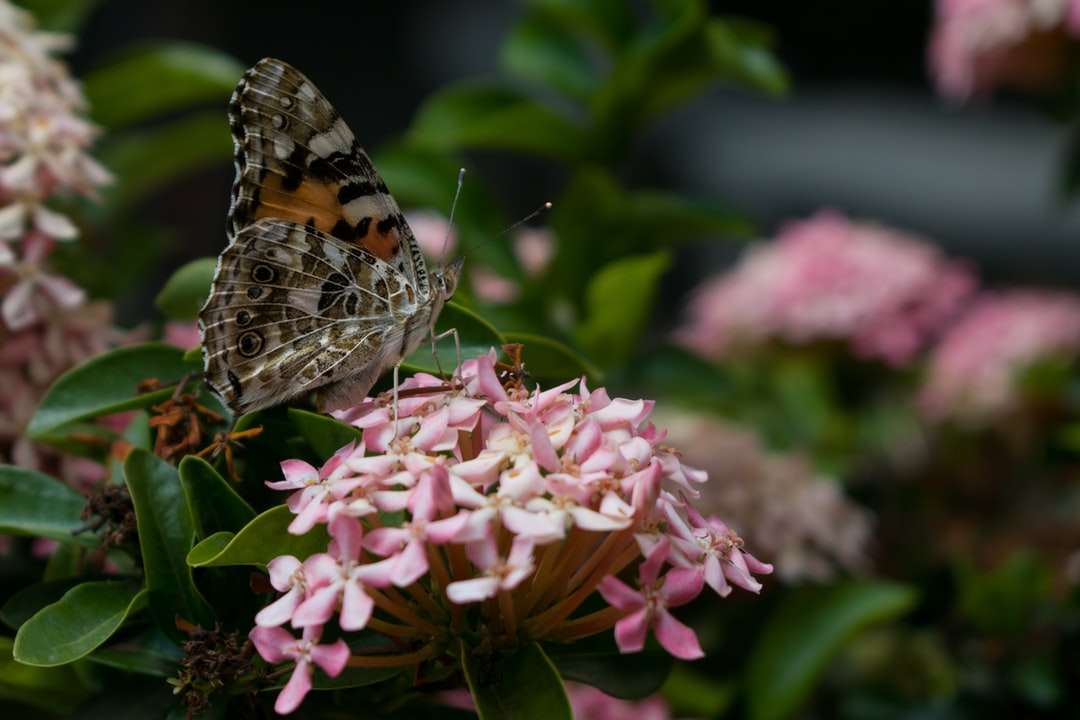 Mariposa dama pintada encaramado sobre flor rosa rompecabezas en línea