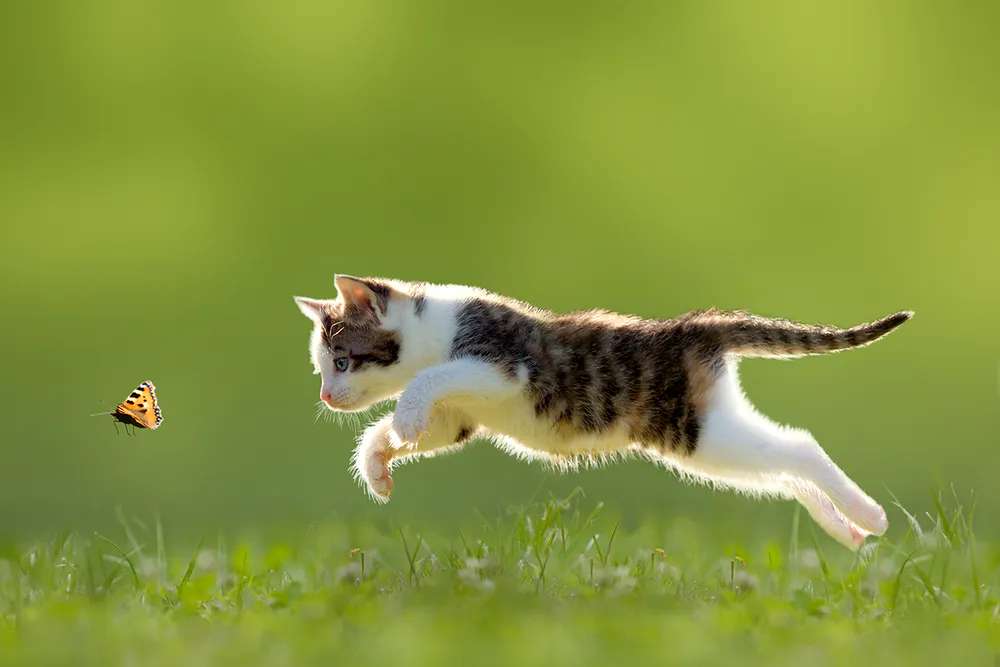 gattino che corre sulla farfalla puzzle online