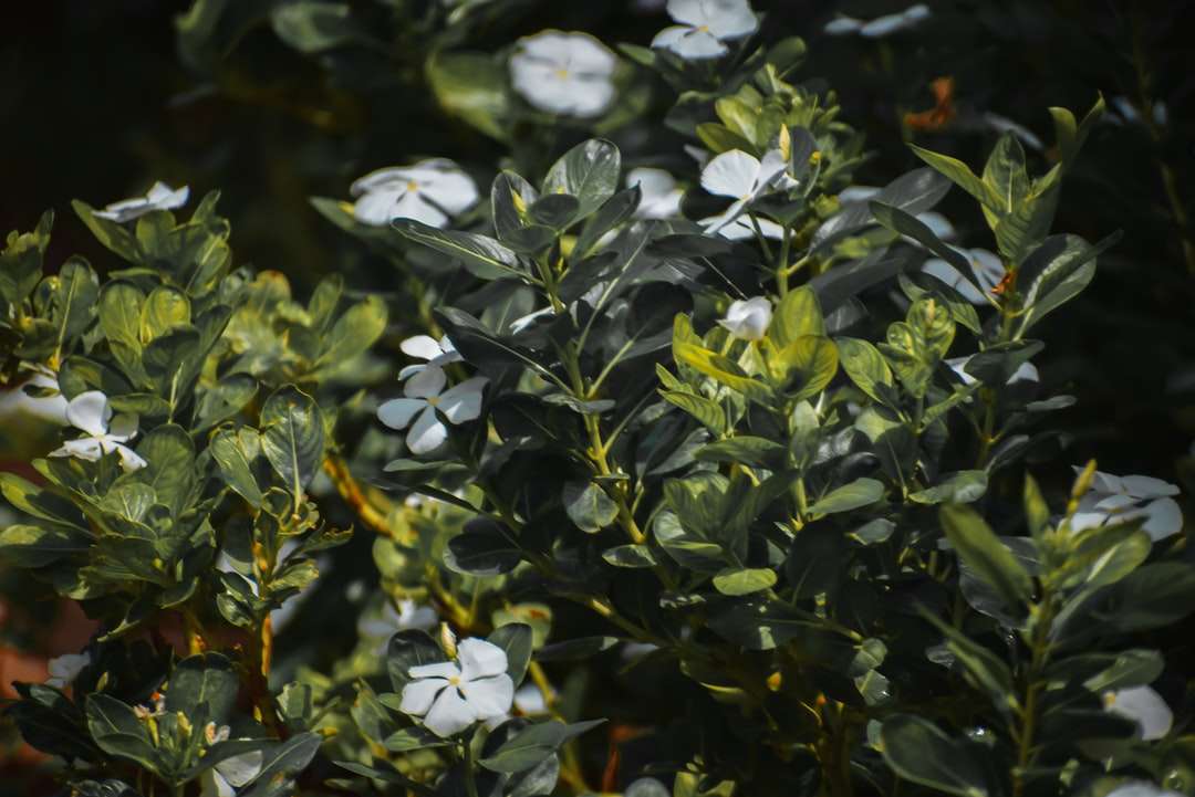 fehér virágok, zöld levelekkel online puzzle
