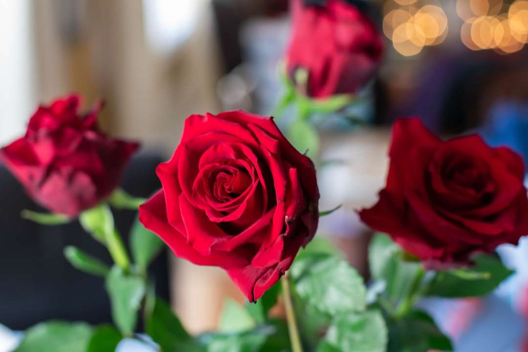 foto de cuatro rosas rojas rompecabezas en línea