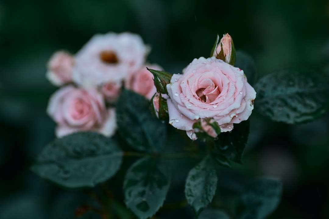 trandafiri roz cu picături de apă jigsaw puzzle online