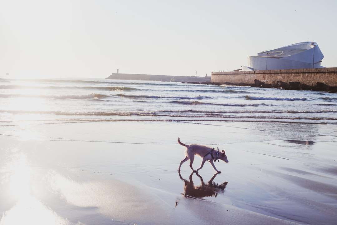кафяво късо палто средно куче, бягащо по заснежена земя онлайн пъзел