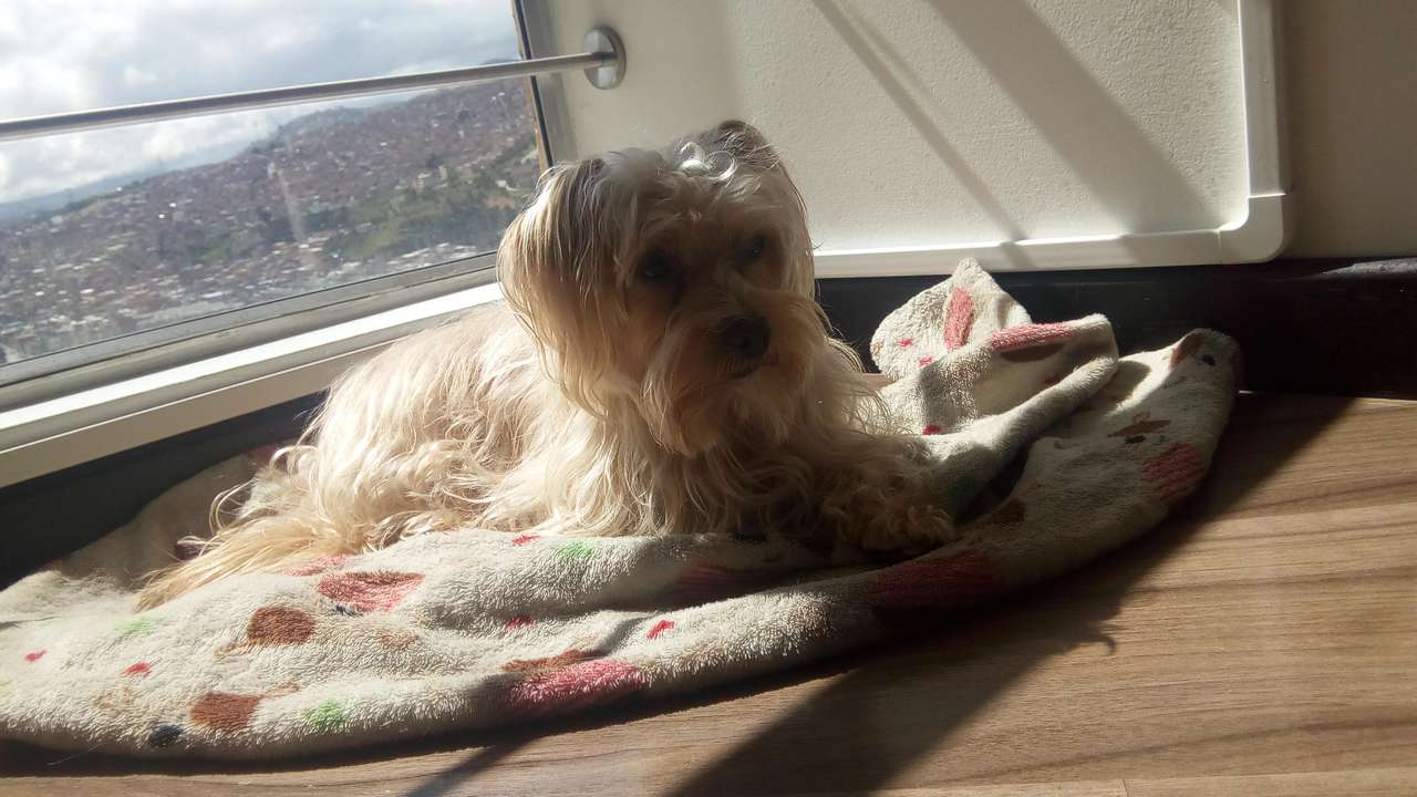 Câine Letto care face plajă la fereastră? puzzle online