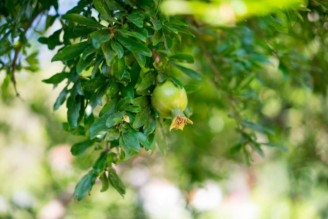 zelené ovoce na stromě během dne online puzzle