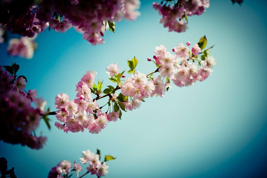 rosa och vit blomma i makrofotografering pussel på nätet