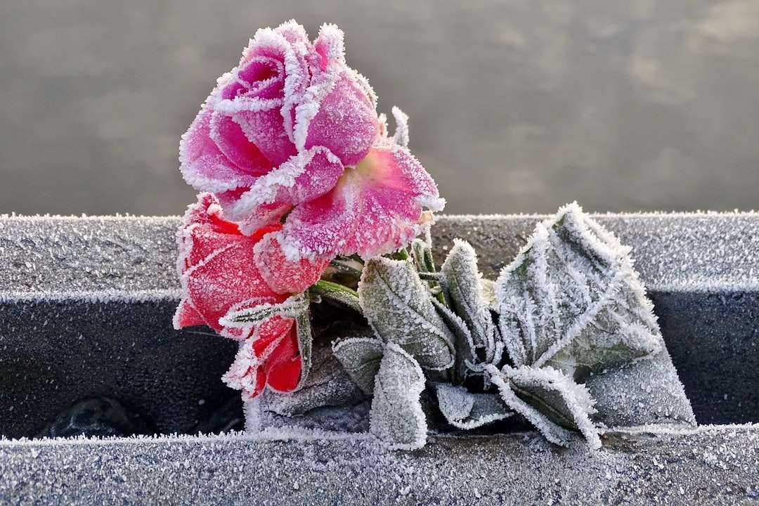 rosa ros i svart kruka Pussel online