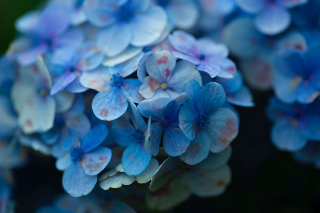 blauwe en witte bloem in close-up fotografie online puzzel